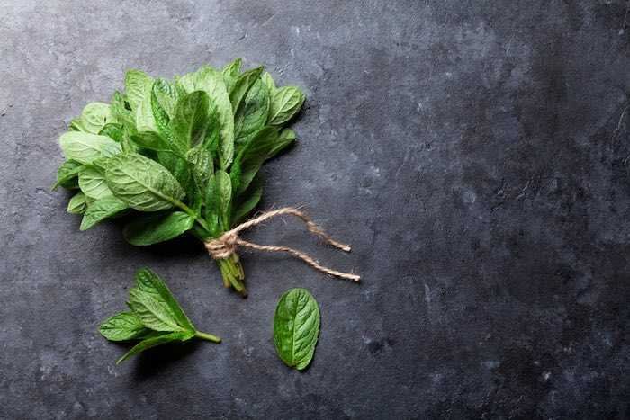 أنواع العناكب في السعودية: كيف تتعرف عليها وتتخلص منها بأمان طريقة طرد العناكب من البيت