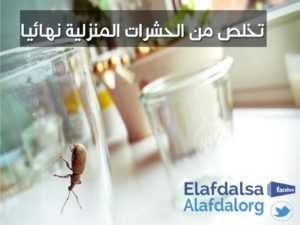 التخلص من الحشرات بالرياض