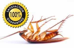 pest control شركة الافضل الماسية للتشغيل والصيانة