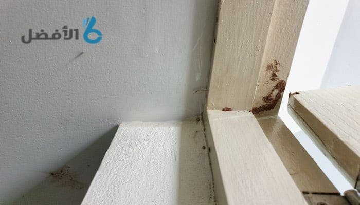 اضرار النمل الابيض