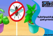 6 طرق للتخلص من الحشرات الزاحفة في المنزل