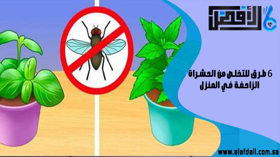 6 طرق للتخلص من الحشرات الزاحفة في المنزل