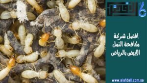 افضل شركة مكافحة النمل الابيض بالرياض