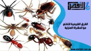 الطرق الطبيعية للتخلص من الحشرات المنزلية