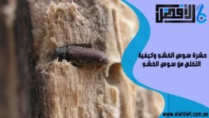 حشرة سوس الخشب وكيفية التخلص من سوس الخشب