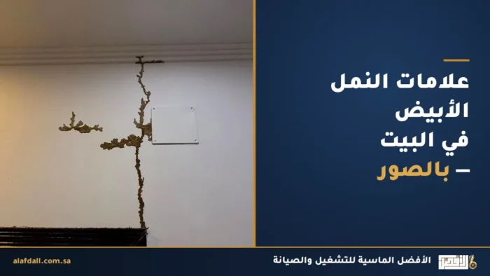 أنفاق طينية للنمل الأبيض على جدار فوق حلق الباب — من علامات الإصابة