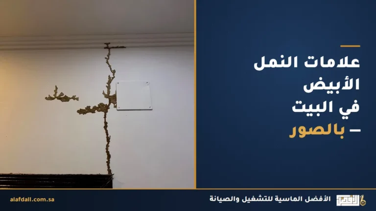 علامات وجود النمل الأبيض في المنزل بالصور: 7 إشارات تكشفه مبكراً